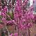 新采紫荆种子巨紫荆种子紫荆树种子紫荆花种子庭院