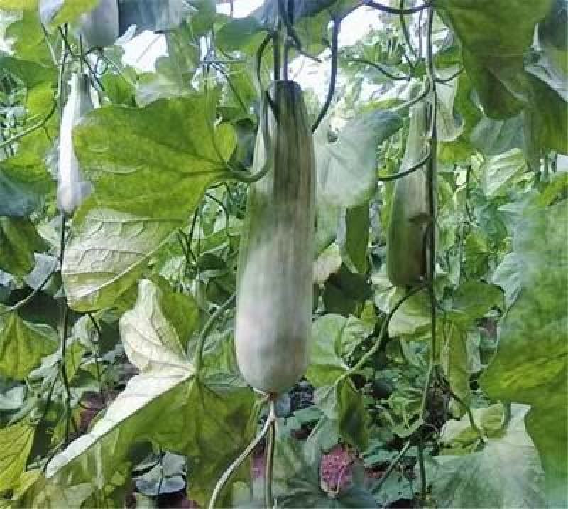 【推荐】潍坊羊角蜜甜瓜产地直供电商团购微商等