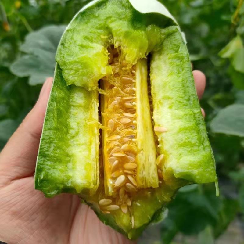 【推荐】潍坊羊角蜜甜瓜产地直供电商团购微商等