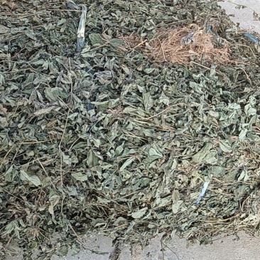 苦玄参（苦草）