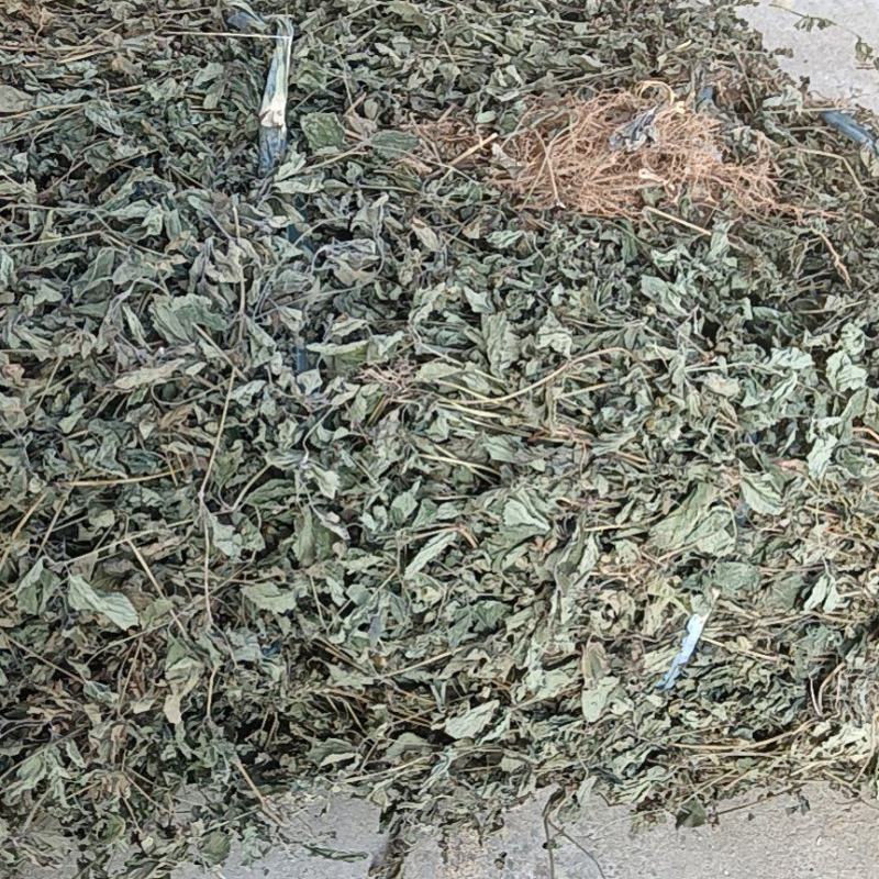 苦玄参（苦草）