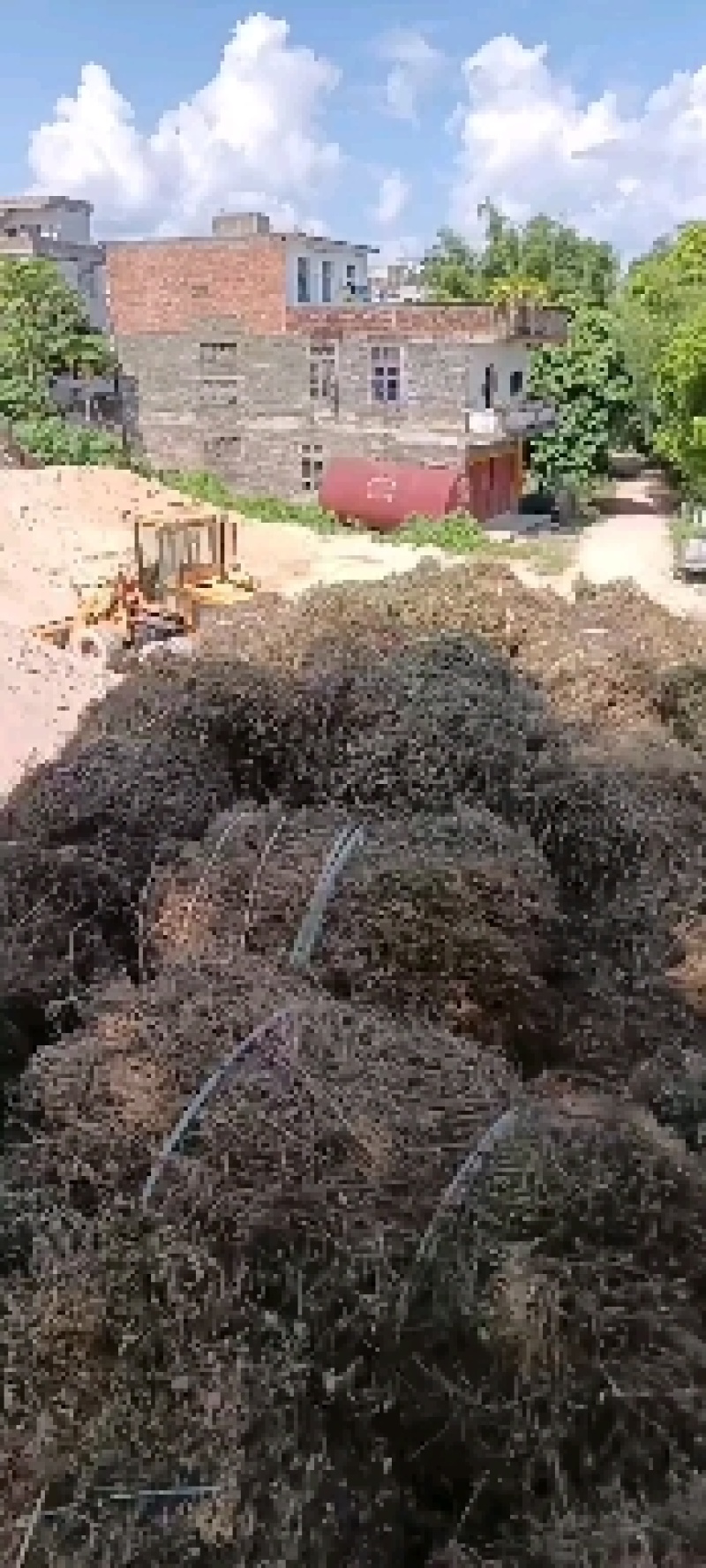 苦玄参（苦草）