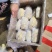 荷兰十五土豆量大供应市场、商超、电商、微商支持代发