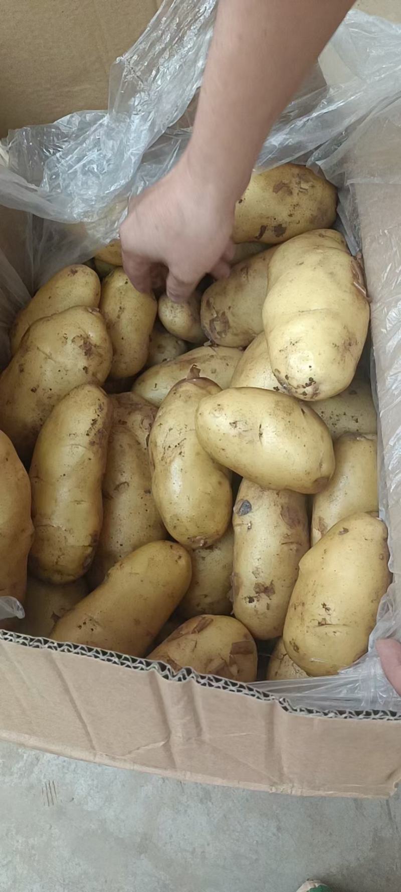 荷兰十五土豆冷库露天大棚大量供应可以发市场超市电商平台