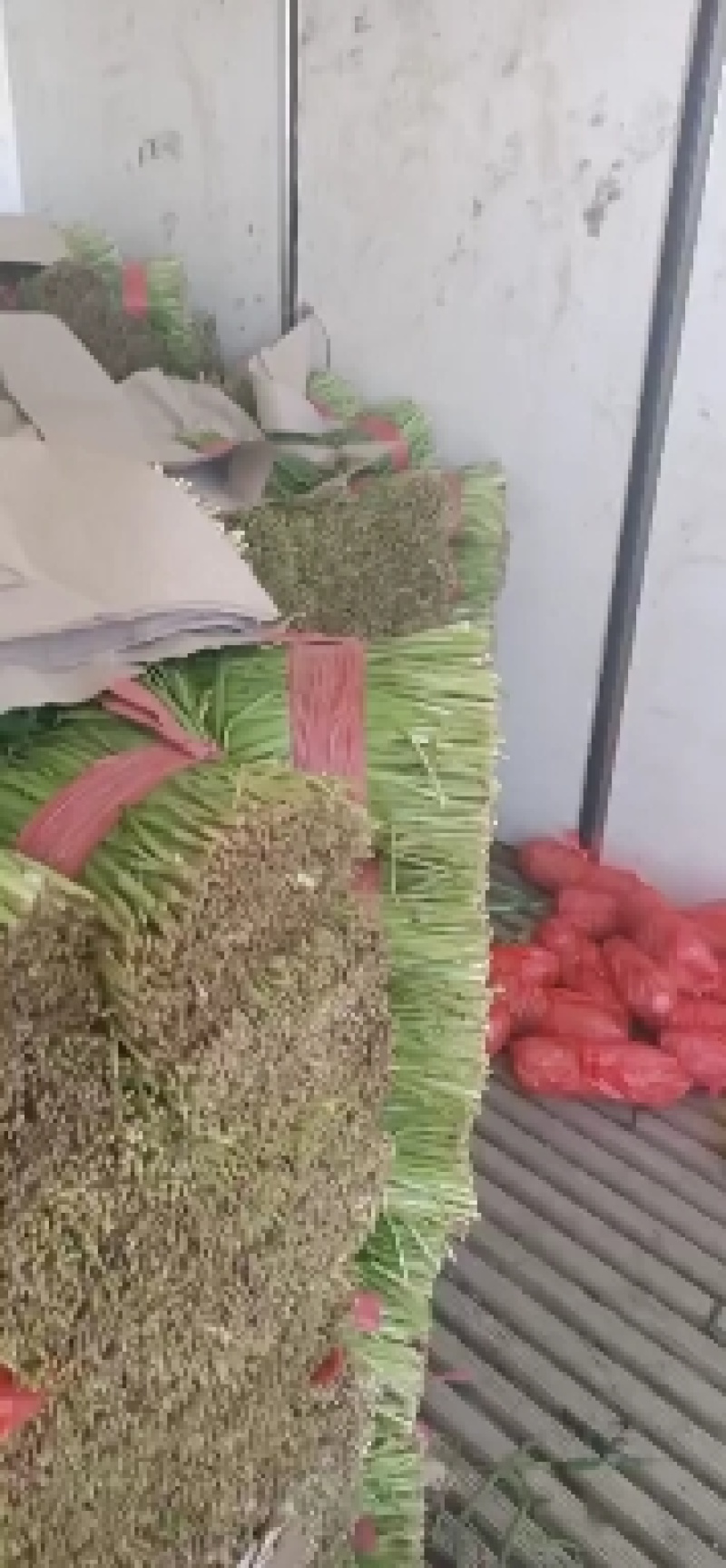 韭菜