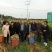 新疆姜种、农科院培育基地、脱毒、催芽、高产368亩产过万