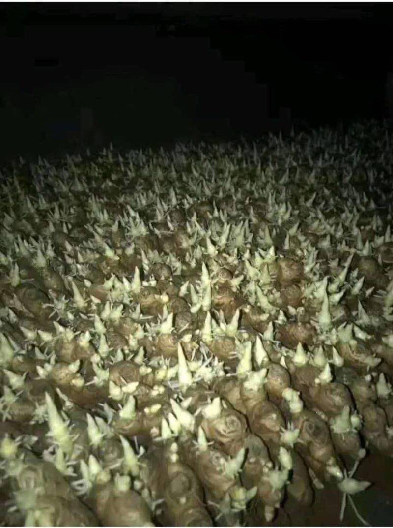 新疆姜种、农科院培育基地、脱毒、催芽、高产368亩产过万