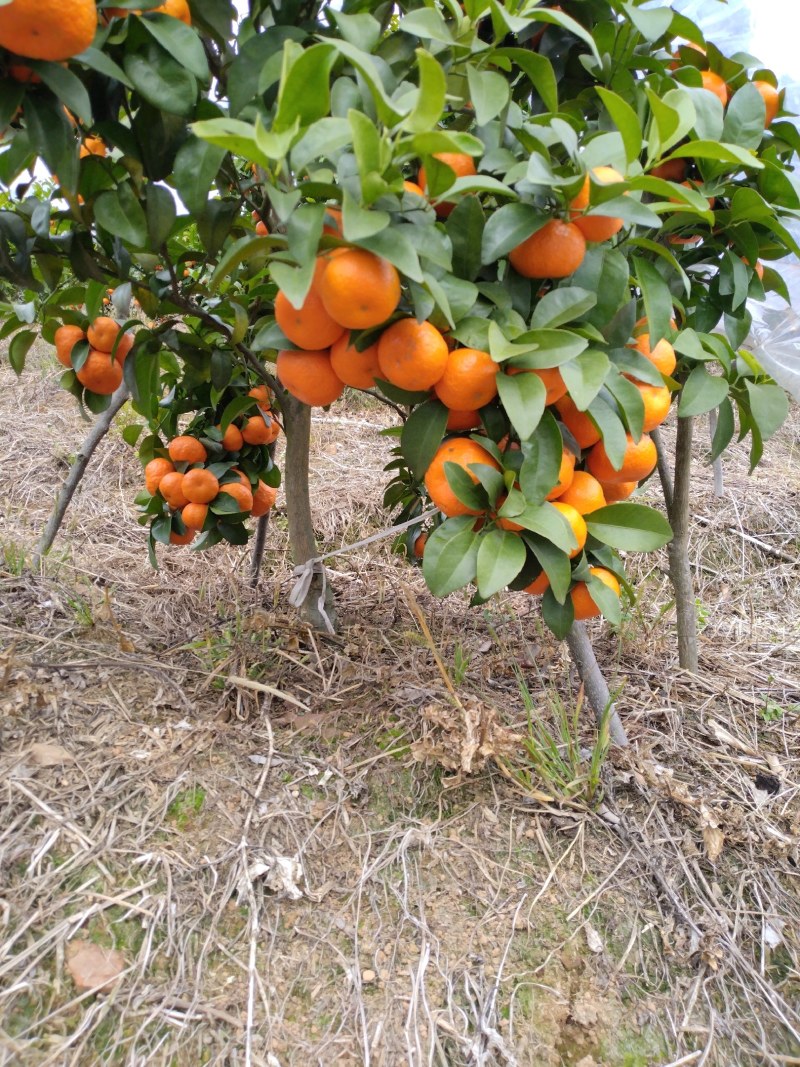 广西壮族自治区桂林恭城沙糖桔
