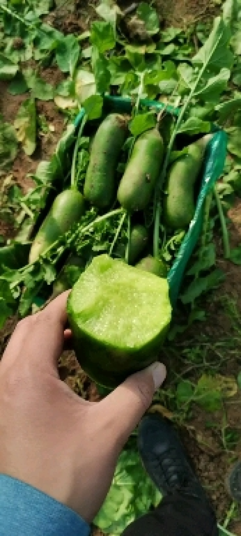 水分足，口感好，按客户需求标准包装，里外青水果萝卜