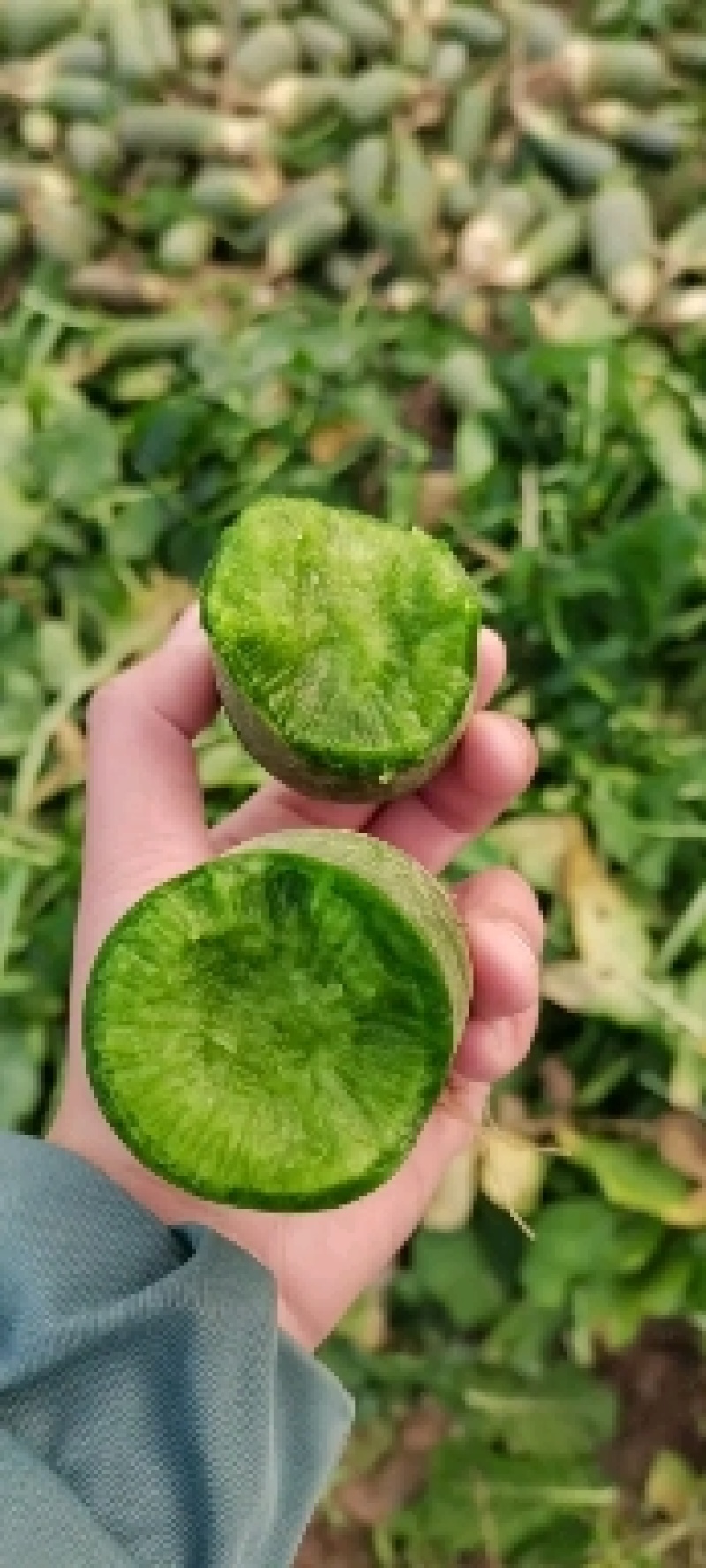 水分足，口感好，按客户需求标准包装，里外青水果萝卜