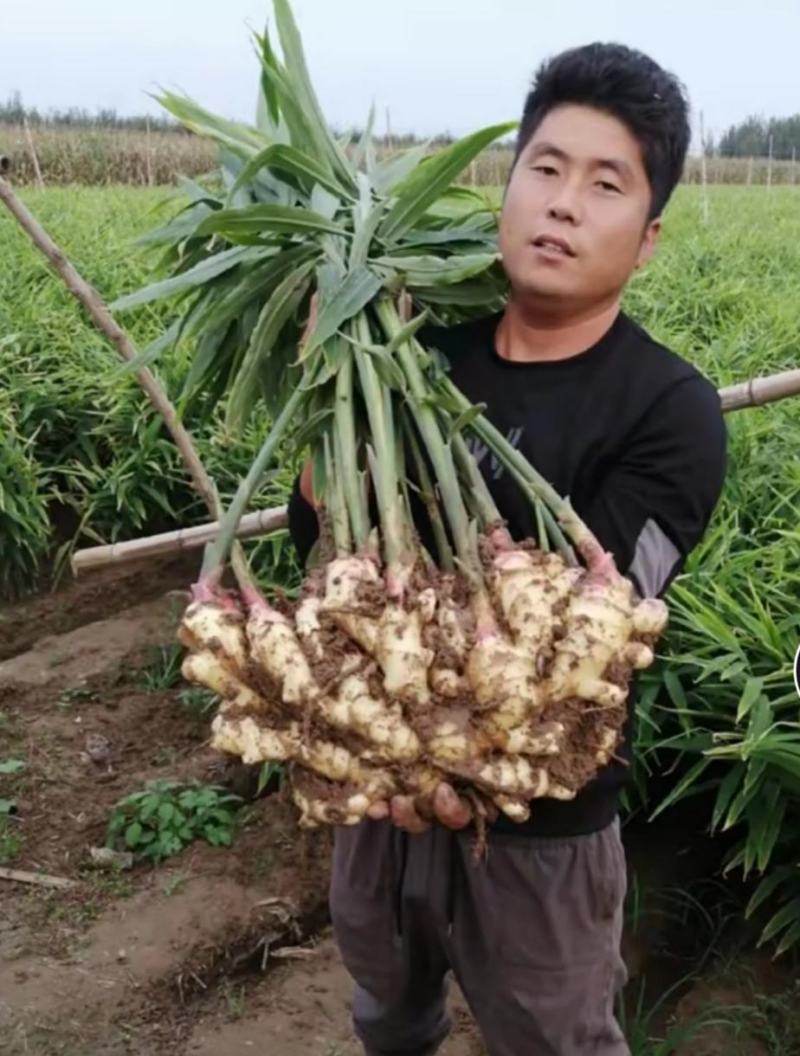 甄选陕西368脱毒姜种，农科院培育新一代高产姜种亩产过万