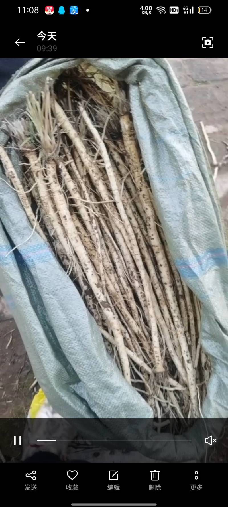 防风内蒙产地直发品质保证上等货品诚信经营