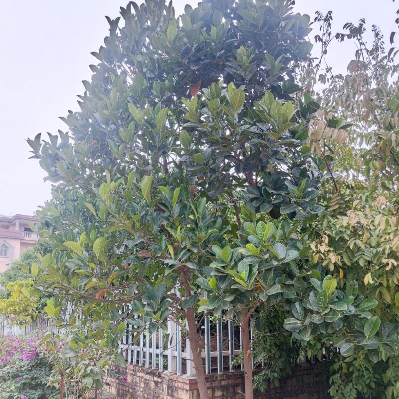 菠萝蜜树来年可结果