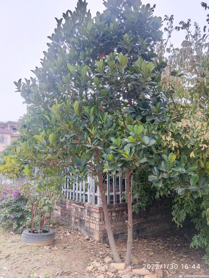 菠萝蜜树来年可结果