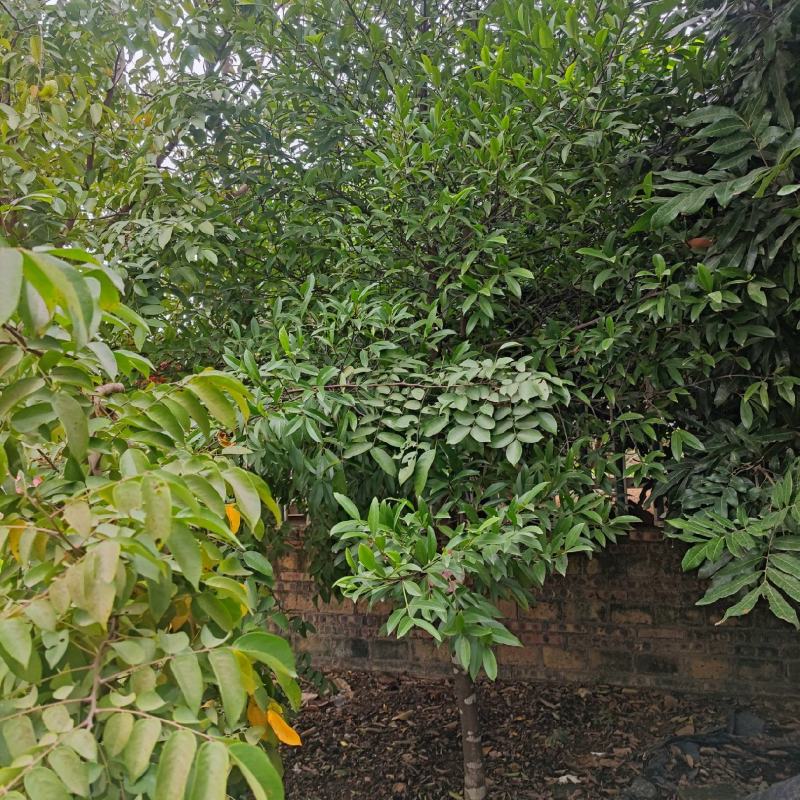 本地山竹树(风景树)