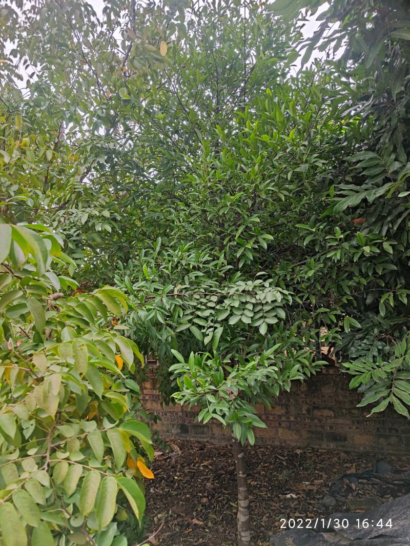本地山竹树(风景树)