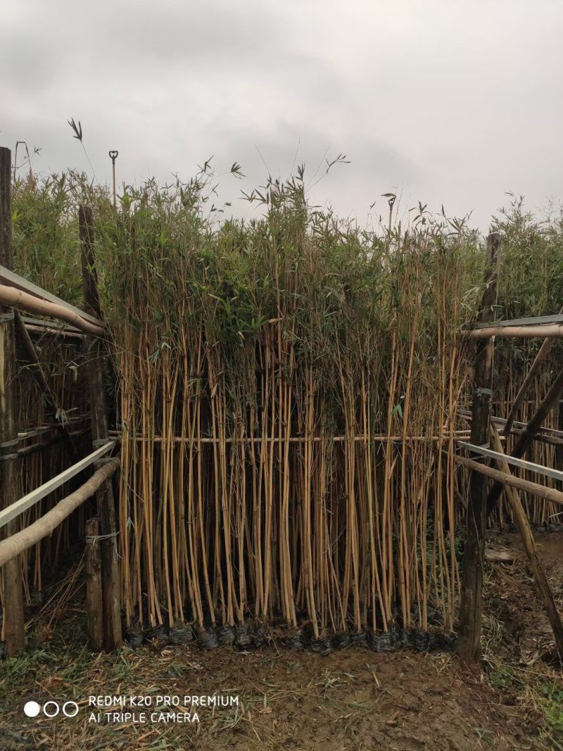 琴丝竹基地大量现货供应，欢迎各位客户咨询