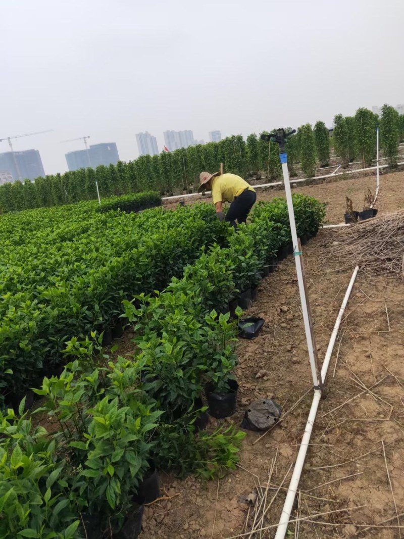 扶桑大红花朱槿基地大量现货供应，欢迎各位客户咨询