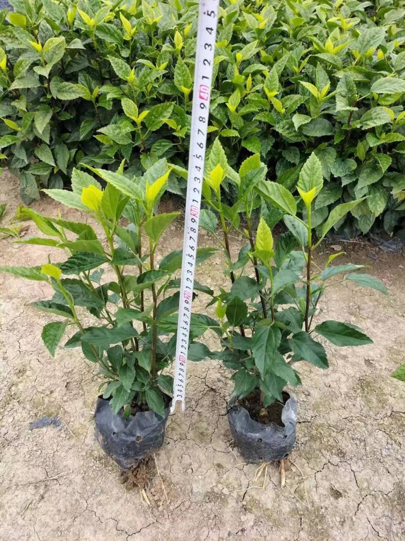 扶桑大红花朱槿基地大量现货供应，欢迎各位客户咨询