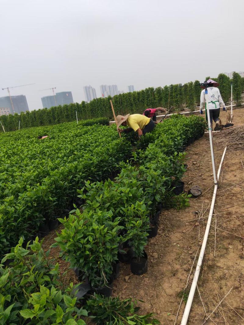 扶桑大红花朱槿基地大量现货供应，欢迎各位客户咨询