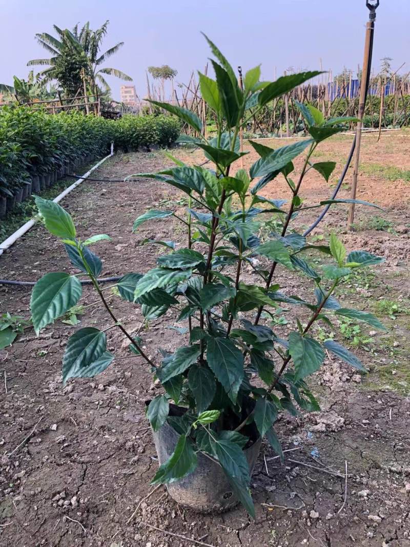 扶桑大红花朱槿基地大量现货供应，欢迎各位客户咨询