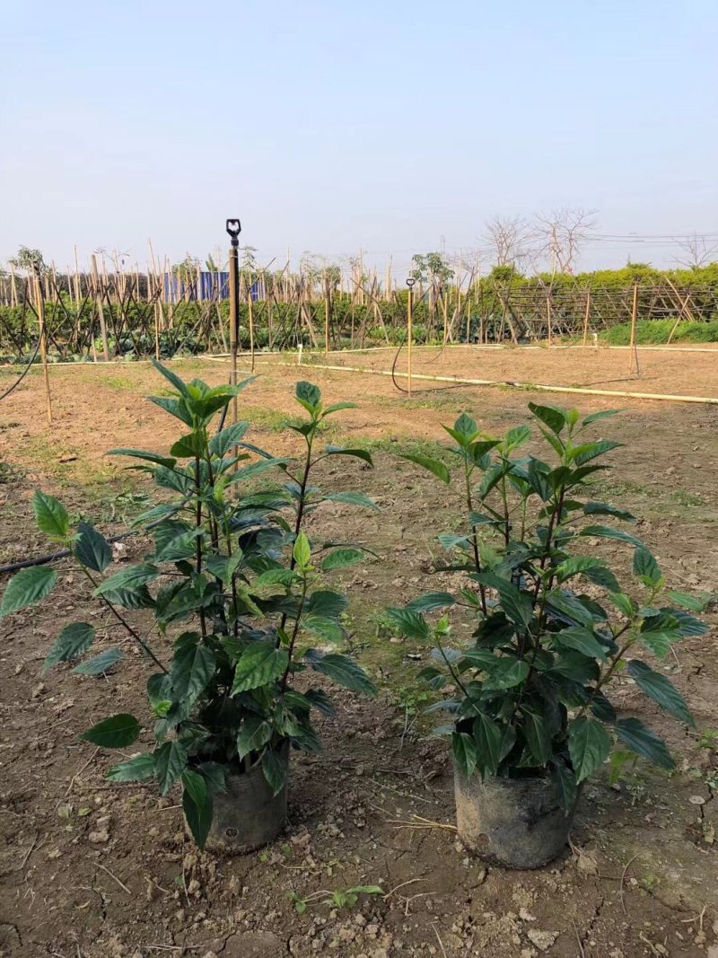 扶桑大红花朱槿基地大量现货供应，欢迎各位客户咨询