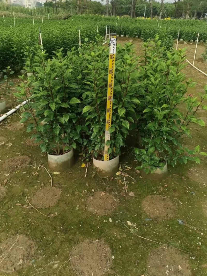 扶桑大红花朱槿基地大量现货供应，欢迎各位客户咨询