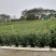 扶桑大红花朱槿基地大量现货供应，欢迎各位客户咨询