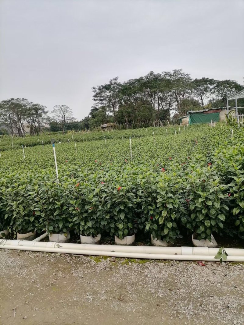 扶桑大红花朱槿基地大量现货供应，欢迎各位客户咨询
