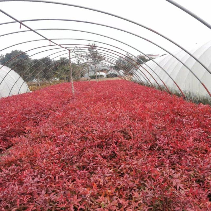 蓝天竹高度20公分至40公分