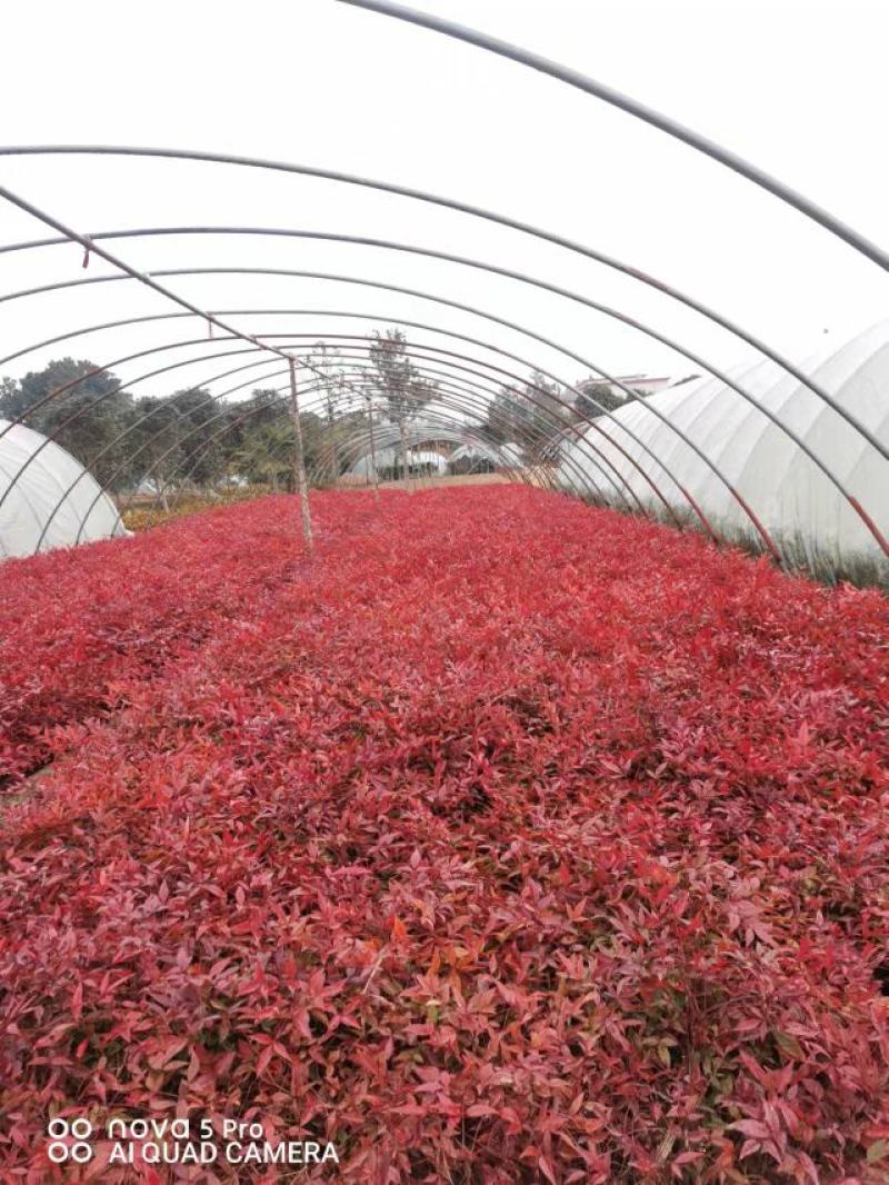 蓝天竹高度20公分至40公分
