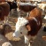 西门塔尔牛西门塔尔牛犊肉牛牛犊3个月西门塔尔牛