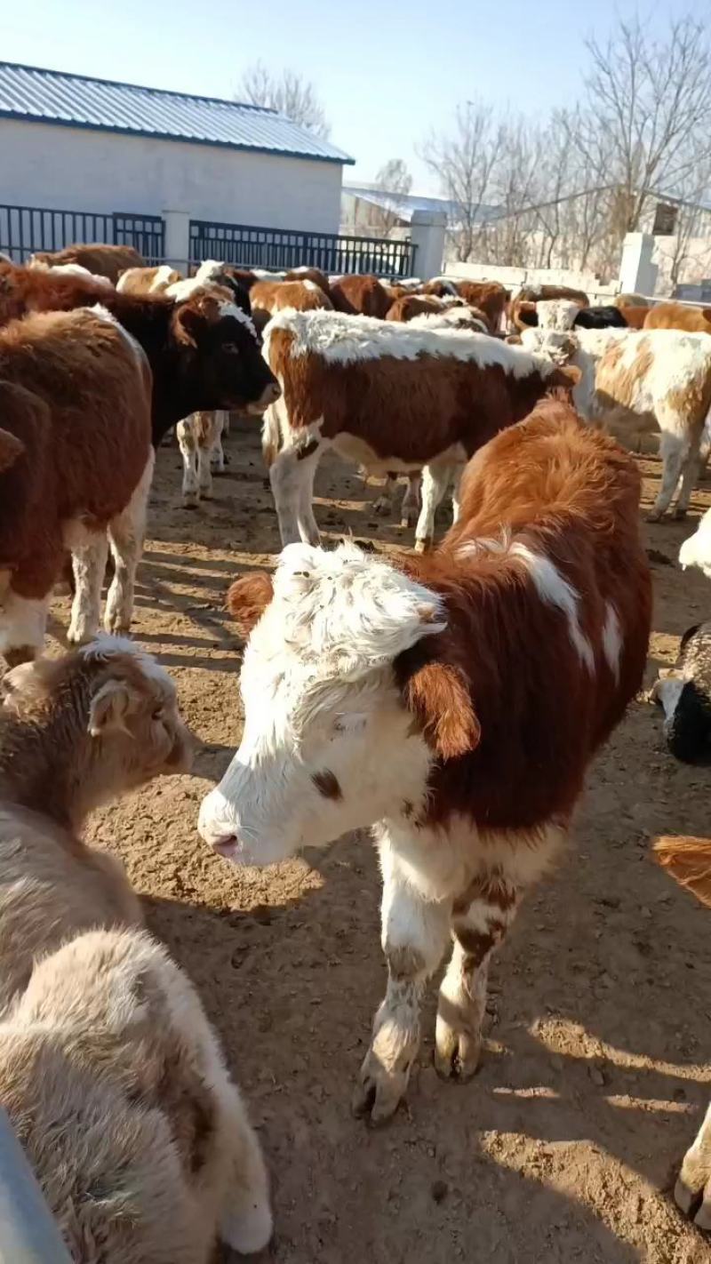 西门塔尔牛西门塔尔牛犊肉牛牛犊3个月西门塔尔牛