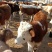 西门塔尔牛西门塔尔牛犊肉牛牛犊3个月西门塔尔牛