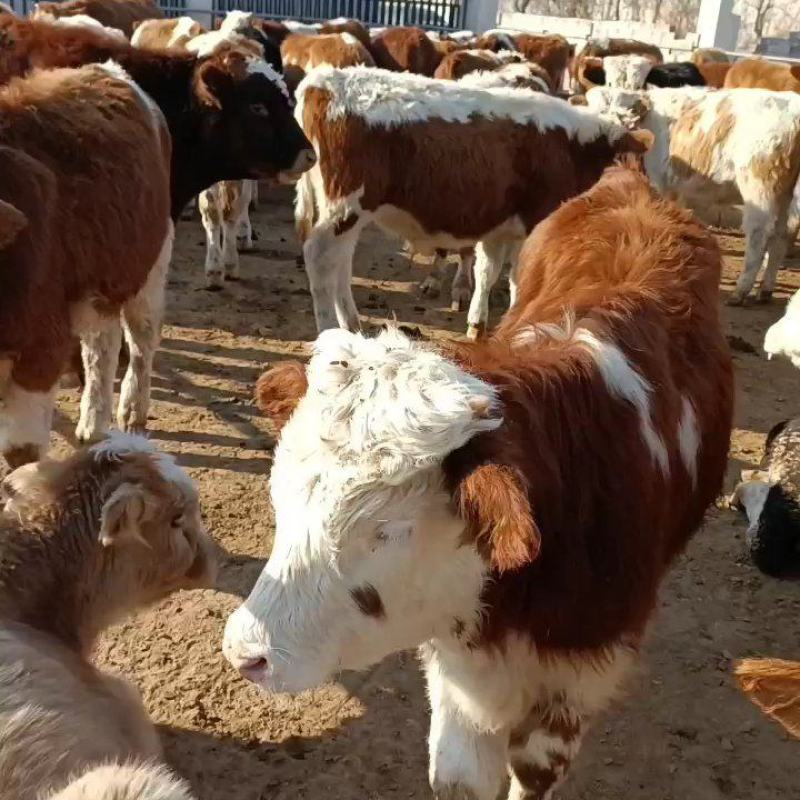 西门塔尔牛西门塔尔牛犊肉牛牛犊3个月西门塔尔牛