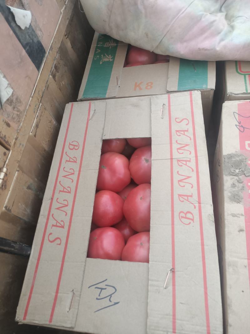 温室大棚西红柿自然成熟口感好耐运输，纯绿色食品，欢迎合作