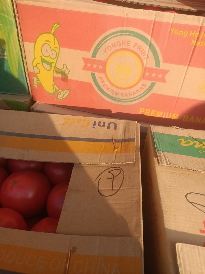 温室大棚西红柿自然成熟口感好耐运输，纯绿色食品，欢迎合作
