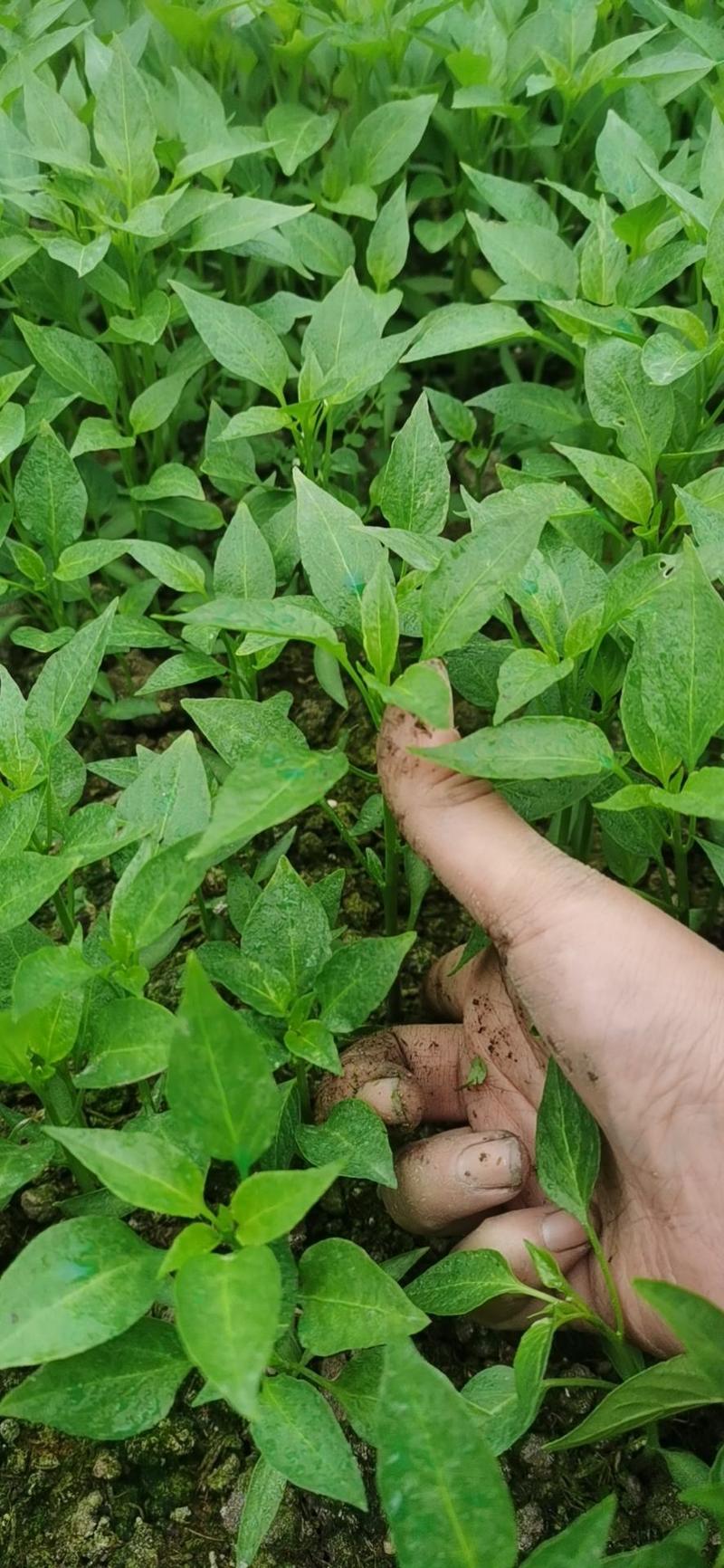 二荆条辣椒苗一代杂交种，薄皮椒，小辣椒苗泡椒专用辣椒苗