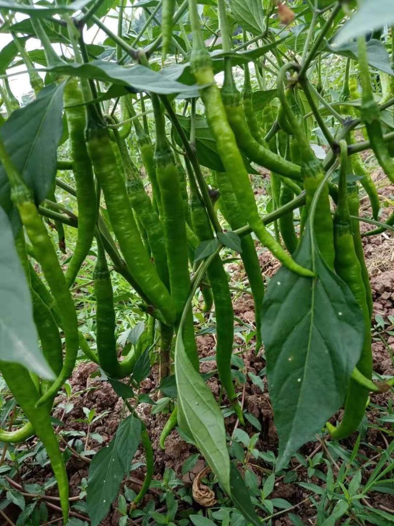 二荆条辣椒苗一代杂交种，薄皮椒，小辣椒苗泡椒专用辣椒苗