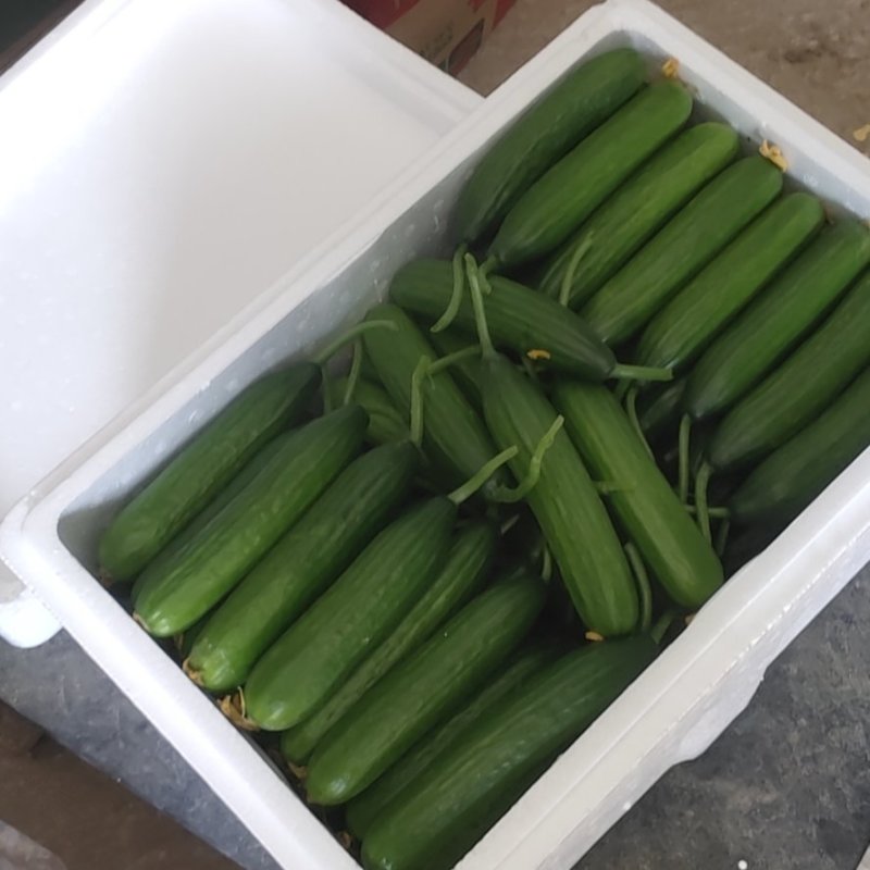 水果小黄瓜孝海文洋精品小黄瓜种植基地，位于鲁西南地区