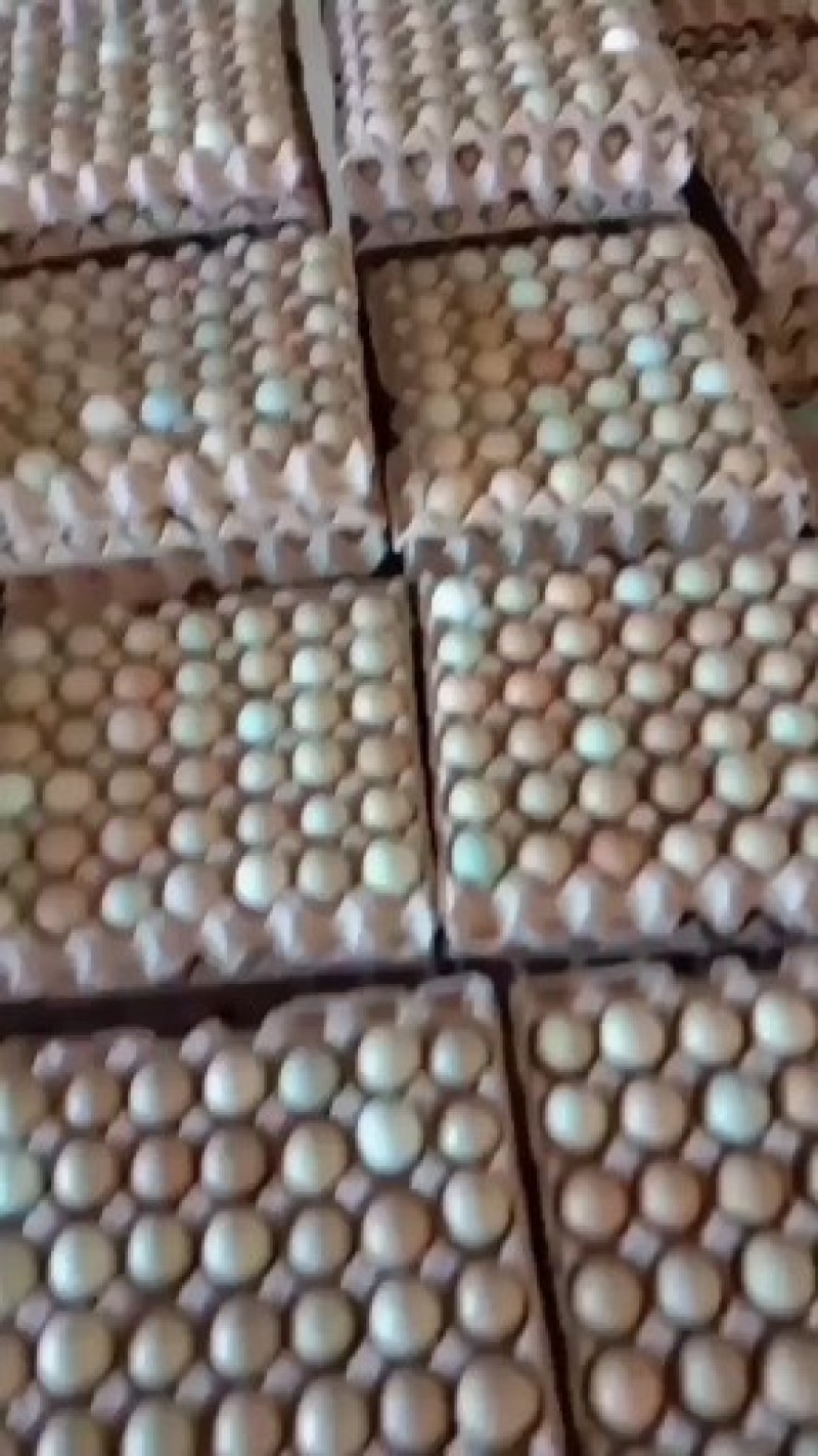 优质新鲜野鸡蛋营养丰富建康美味保证质量破损保陪需要的老板