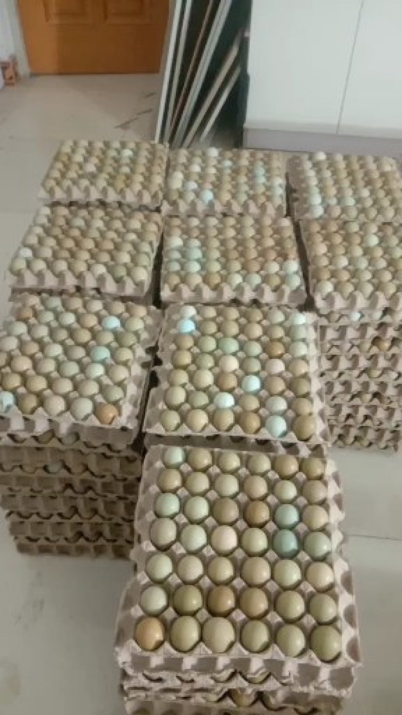 优质新鲜野鸡蛋营养丰富建康美味保证质量破损保陪需要的老板