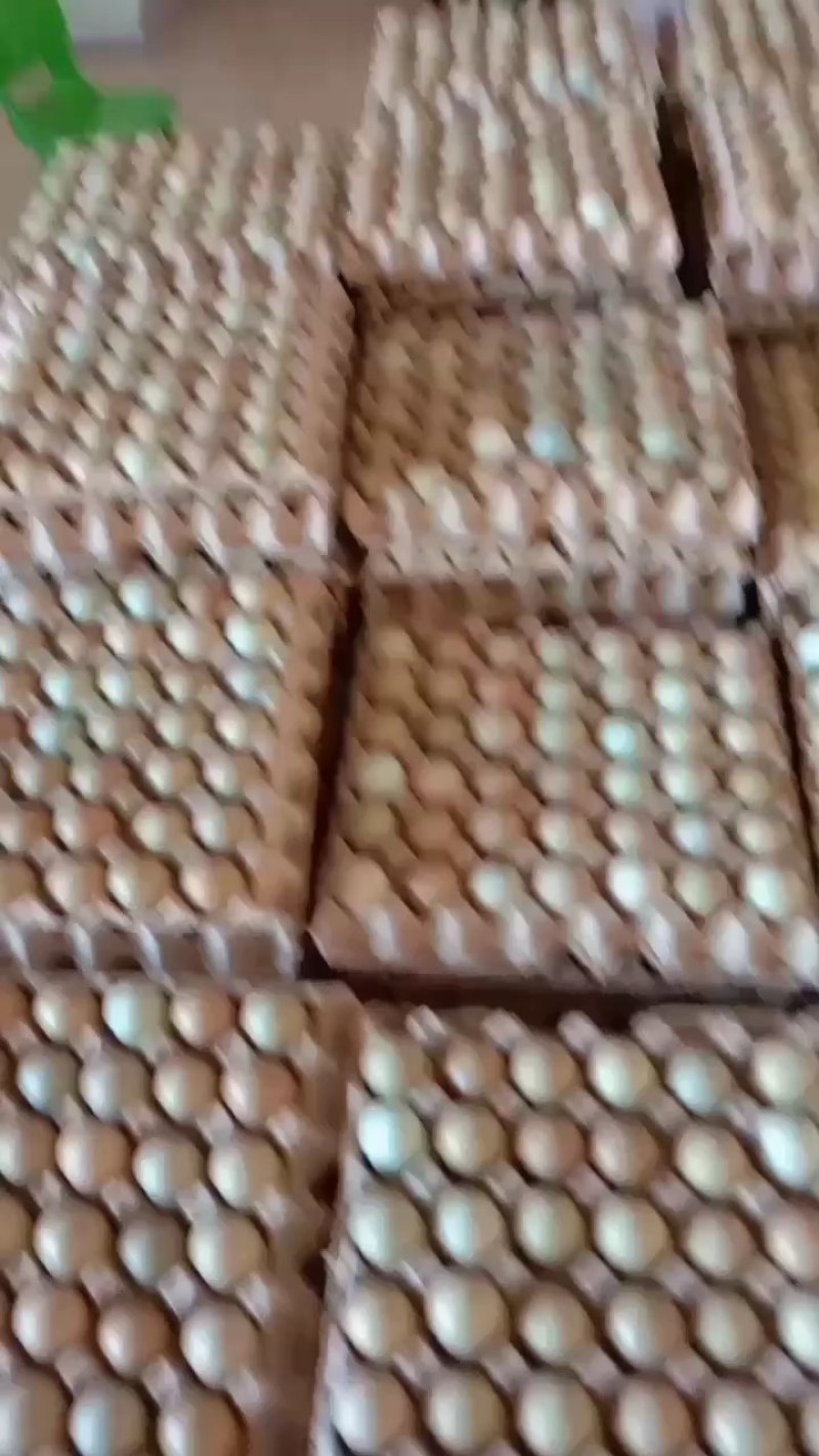 优质新鲜野鸡蛋营养丰富建康美味保证质量破损保陪需要的老板