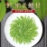 【明禹】毛尖茶新茶叶绿茶嫩芽信阳毛尖茶雨前春茶