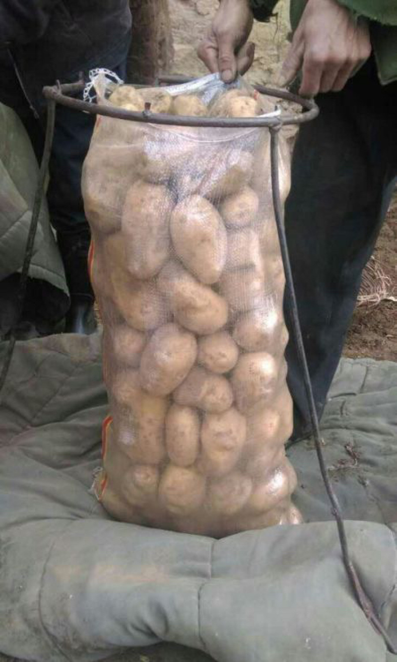 甘肃希森土豆，精品4两以上大量优惠.口感好