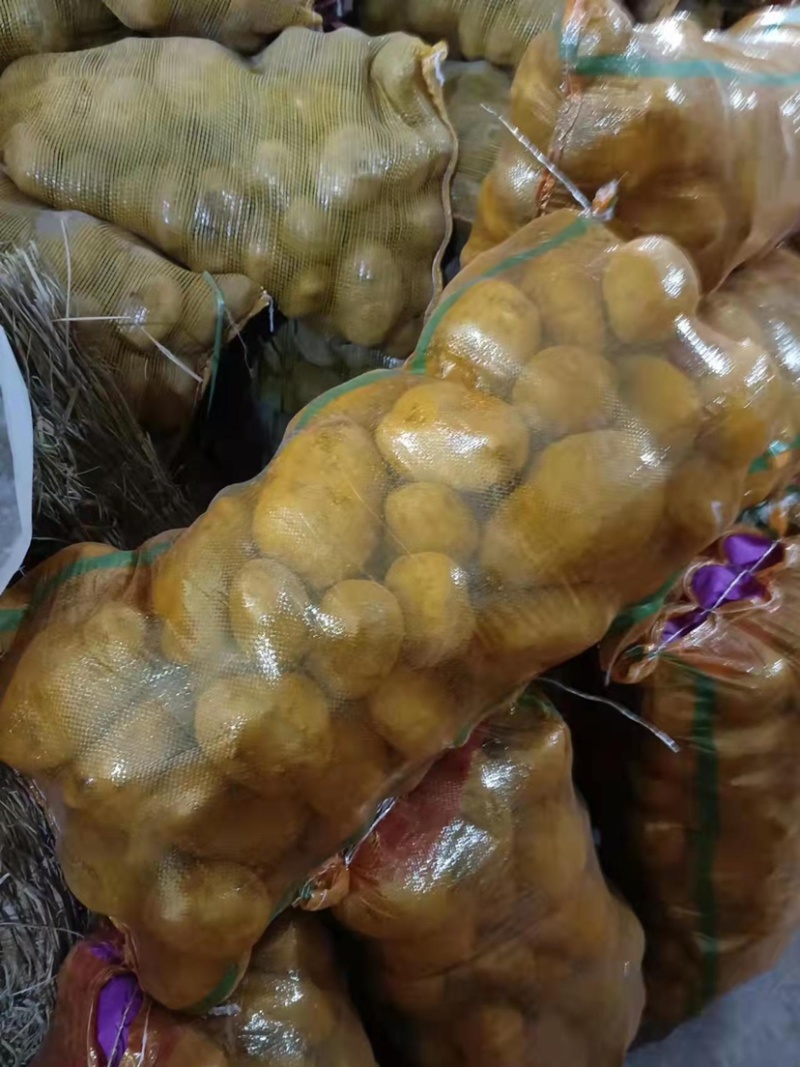 甘肃希森土豆，精品4两以上大量优惠.口感好