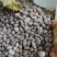 甘肃希森土豆，精品4两以上大量优惠.口感好