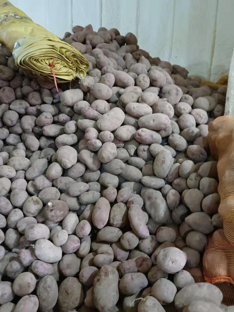 甘肃希森土豆，精品4两以上大量优惠.口感好