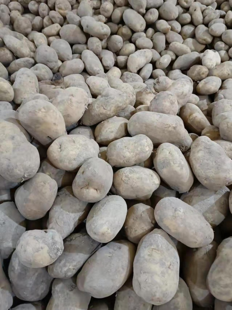甘肃希森土豆，精品4两以上大量优惠.口感好