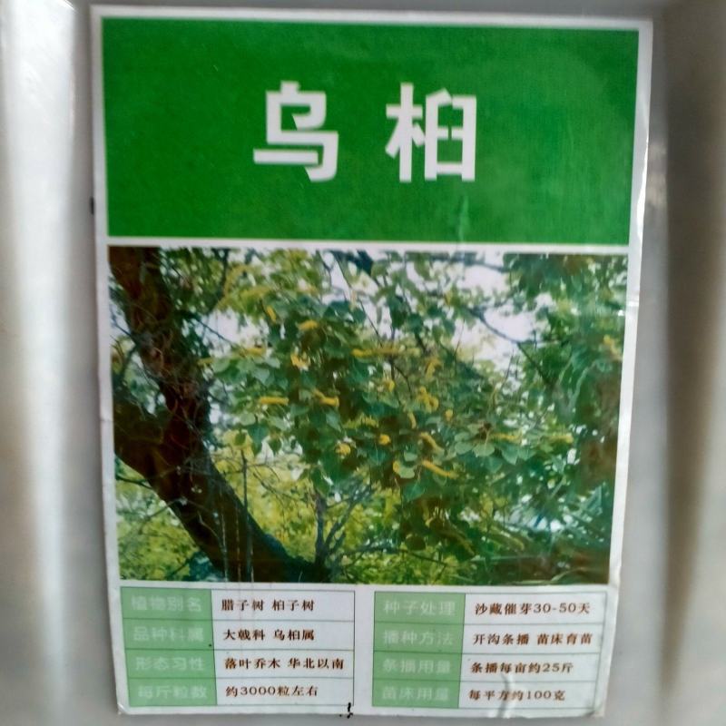 新采乌桕种籽子山乌桕腊子树桕子木子树种子腊子树种子林木包